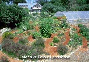 Intensive edible landscape