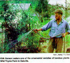 Kirk waters bamboo plants