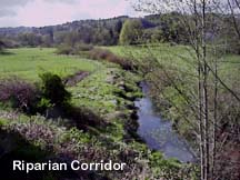 Riparian corridor