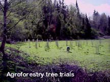 Agroforestry tree trials