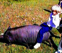 Tyler's pig ride