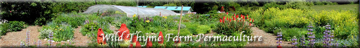 Wild Thyme Farm Permaculture