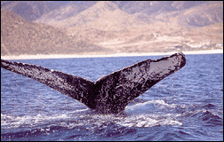 Mild Adventure, Whale's Tail